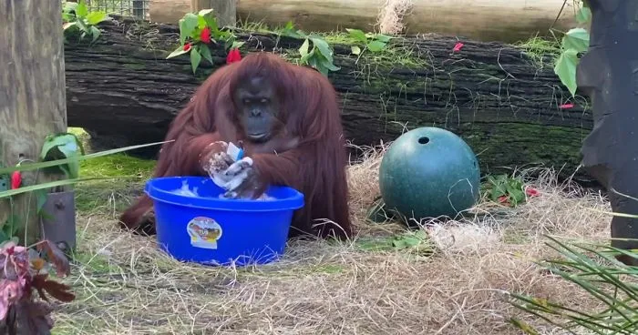 This Sanctuary Captures An Incredible Moment 34-Year-Old Orangutan Learns To Wash Her Hands