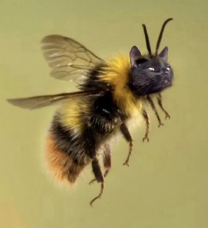 17 People Are Passing The Time By Photoshopping Their Cats' Faces Onto Bees