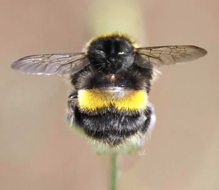 17 People Are Passing The Time By Photoshopping Their Cats' Faces Onto Bees