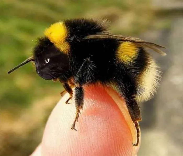 17 People Are Passing The Time By Photoshopping Their Cats' Faces Onto Bees