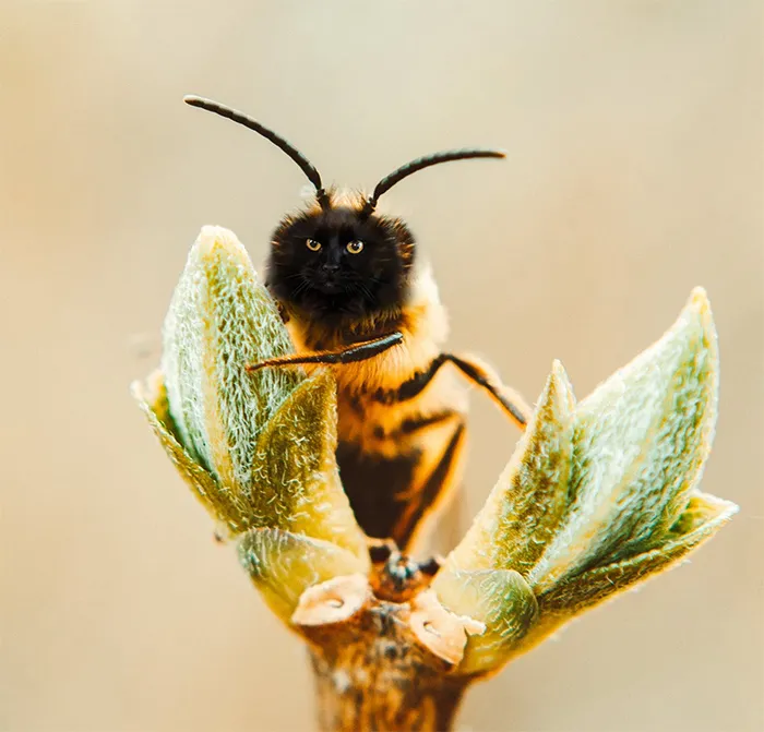 17 People Are Passing The Time By Photoshopping Their Cats' Faces Onto Bees