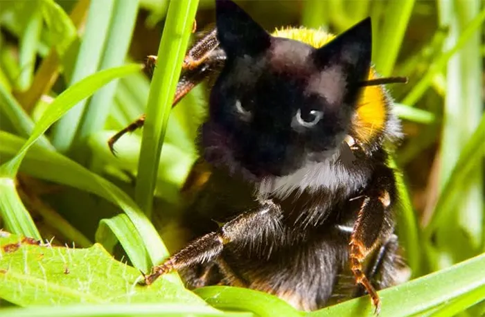 17 People Are Passing The Time By Photoshopping Their Cats' Faces Onto Bees