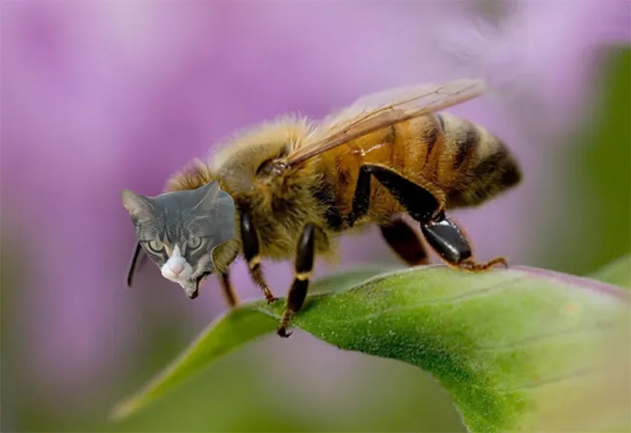 17 People Are Passing The Time By Photoshopping Their Cats' Faces Onto Bees