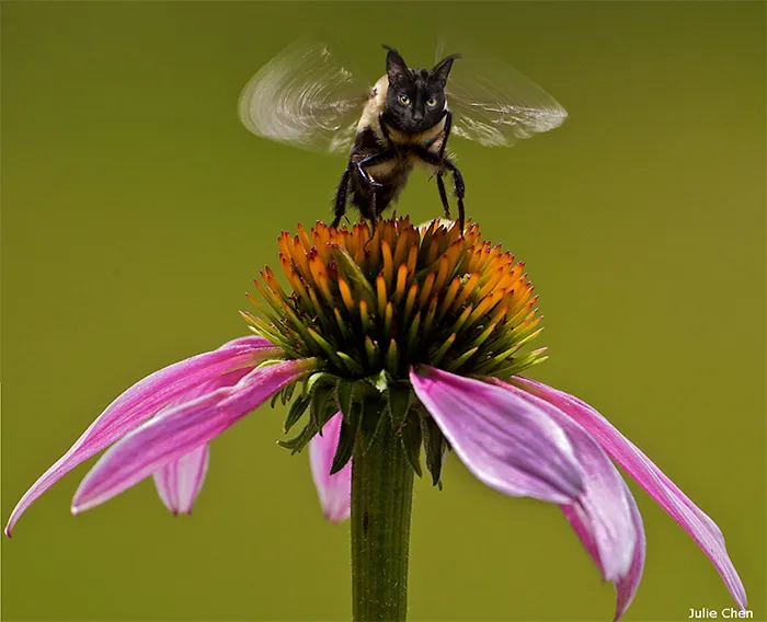 17 People Are Passing The Time By Photoshopping Their Cats' Faces Onto Bees