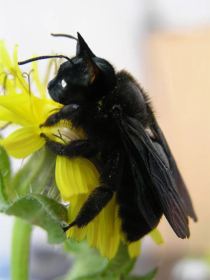 17 People Are Passing The Time By Photoshopping Their Cats' Faces Onto Bees