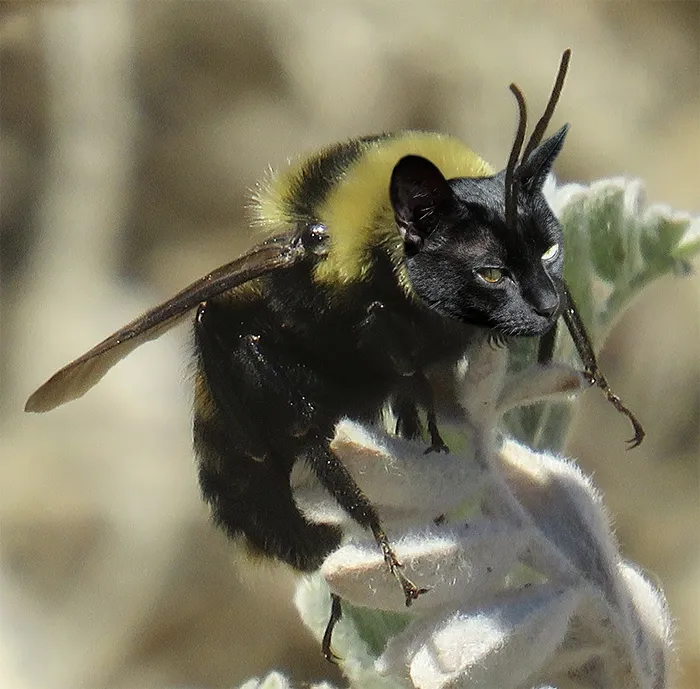 17 People Are Passing The Time By Photoshopping Their Cats' Faces Onto Bees