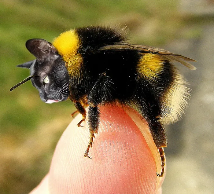 17 People Are Passing The Time By Photoshopping Their Cats' Faces Onto Bees