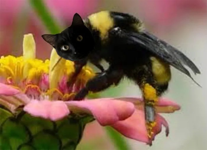 17 People Are Passing The Time By Photoshopping Their Cats' Faces Onto Bees