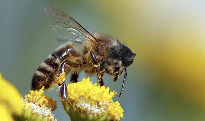17 People Are Passing The Time By Photoshopping Their Cats' Faces Onto Bees