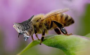 17 People Are Passing The Time By Photoshopping Their Cats' Faces Onto Bees