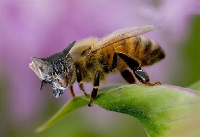 17 People Are Passing The Time By Photoshopping Their Cats' Faces Onto Bees