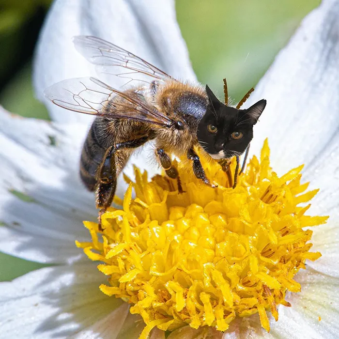 17 People Are Passing The Time By Photoshopping Their Cats' Faces Onto Bees