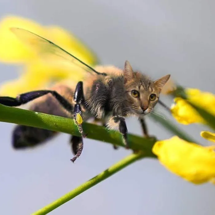 17 People Are Passing The Time By Photoshopping Their Cats' Faces Onto Bees