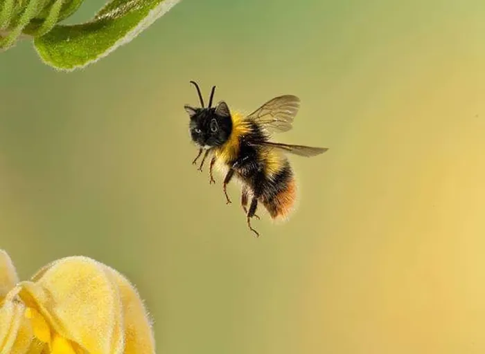 17 People Are Passing The Time By Photoshopping Their Cats' Faces Onto Bees