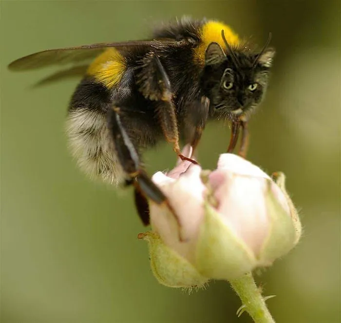 17 People Are Passing The Time By Photoshopping Their Cats' Faces Onto Bees