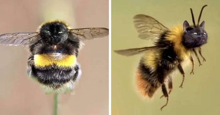 17 People Are Passing The Time By Photoshopping Their Cats' Faces Onto Bees