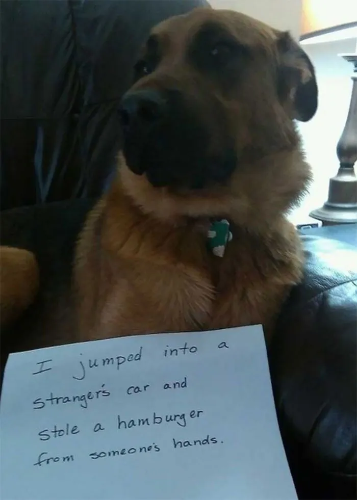 Hamburger Thief