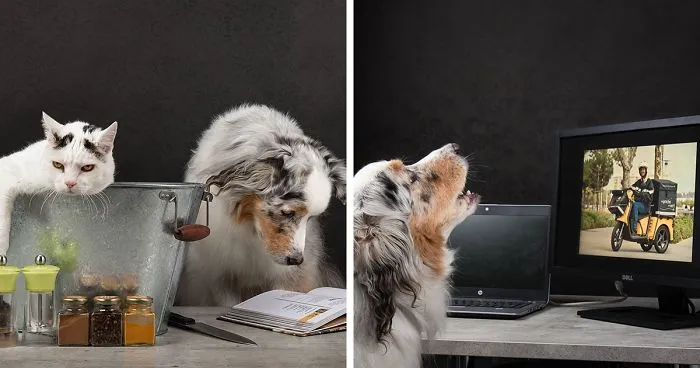 I Want To Bring A Smile To Your Face By Showing You The Silly Things My Pets Do During Lockdown (13 Pics)