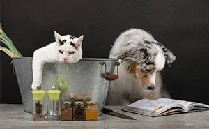 I Want To Bring A Smile To Your Face By Showing You The Silly Things My Pets Do During Lockdown (13 Pics)