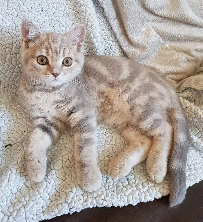 This Little Girl We Found In A Cardboard Box