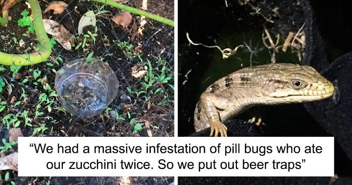 Woman Tries To Get Rid Of Pill Bugs With Beer Traps, Finds Out She Has Been Getting A Lizard Drunk