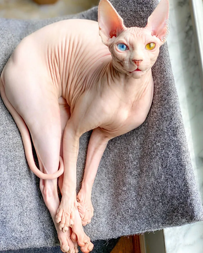 Here Are 68 Pics Of My Cats That Help Me During Tough Times