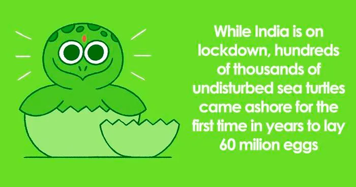 I’m Honestly Fed Up With All The Bad News, So I Illustrated 15 Of The Best Ones About The Coronavirus Situation