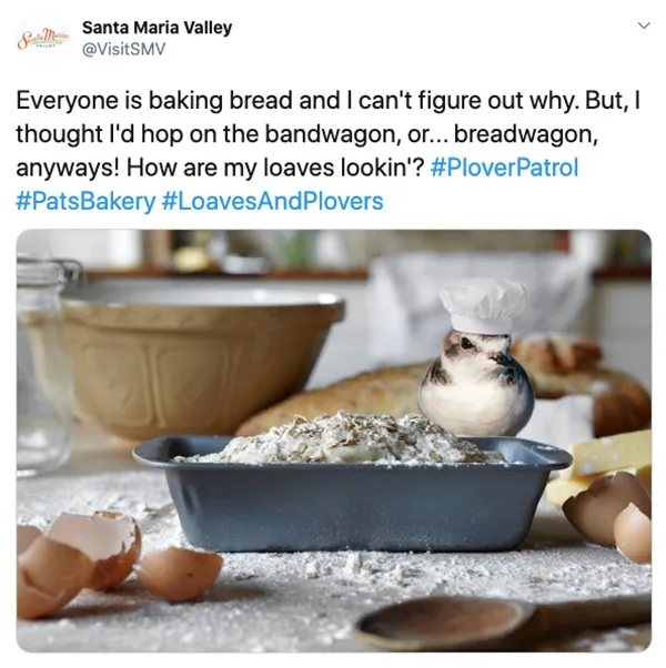 Pat The Plover Keeps A Bird’s-Eye View On Wine Country, And Naturally, Tweets About It. See What He’s Up To And The Many Hats He Wears.