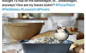 Pat The Plover Keeps A Bird’s-Eye View On Wine Country, And Naturally, Tweets About It. See What He’s Up To And The Many Hats He Wears.
