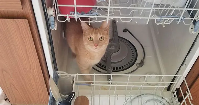 Owner Decides To Document Every Time Her Cat Called Oliver Goes Somewhere He Shouldn't (19 Pics)
