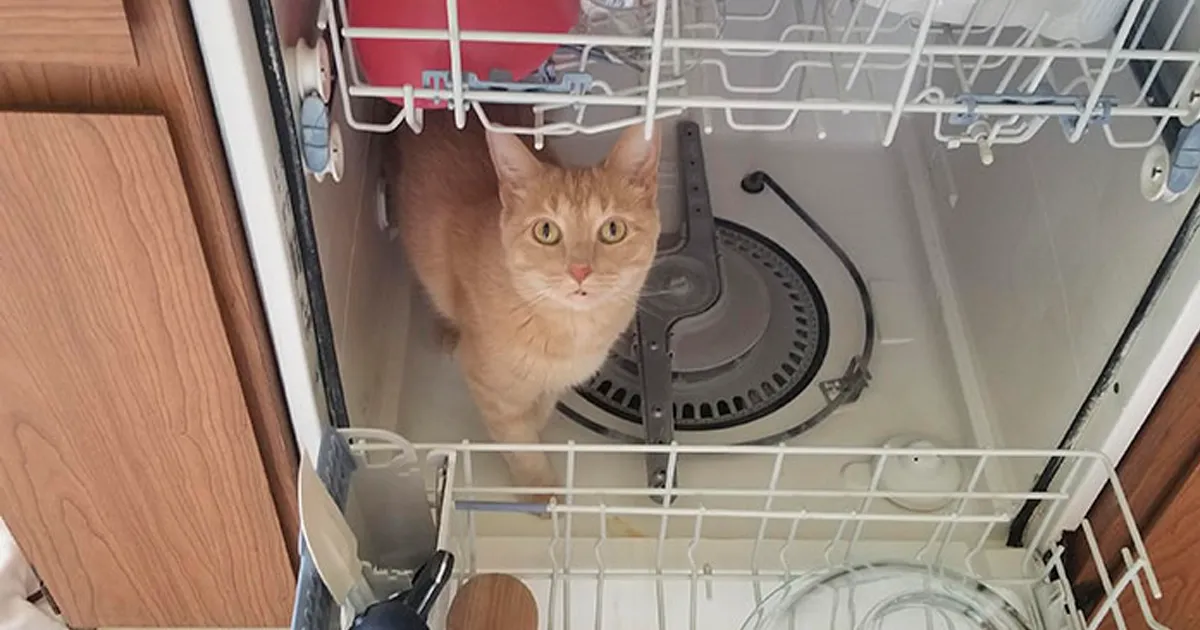 Esta dueña decide documentar cada vez que su gato Oliver se mete donde no debe (19 fotos)