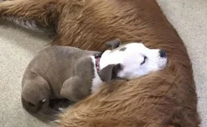 Dog Finds The Fluffiest Dogs In Daycare So She Can Nap On Them