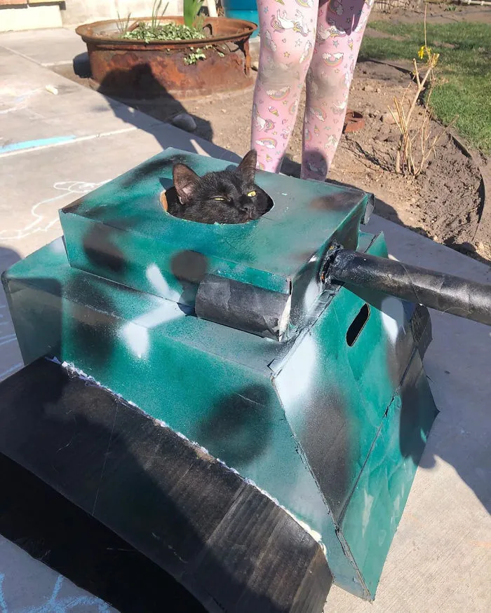 People Are So Bored During Quarantine That They’re Building Cardboard Tanks For Their Cats (30 Pics)