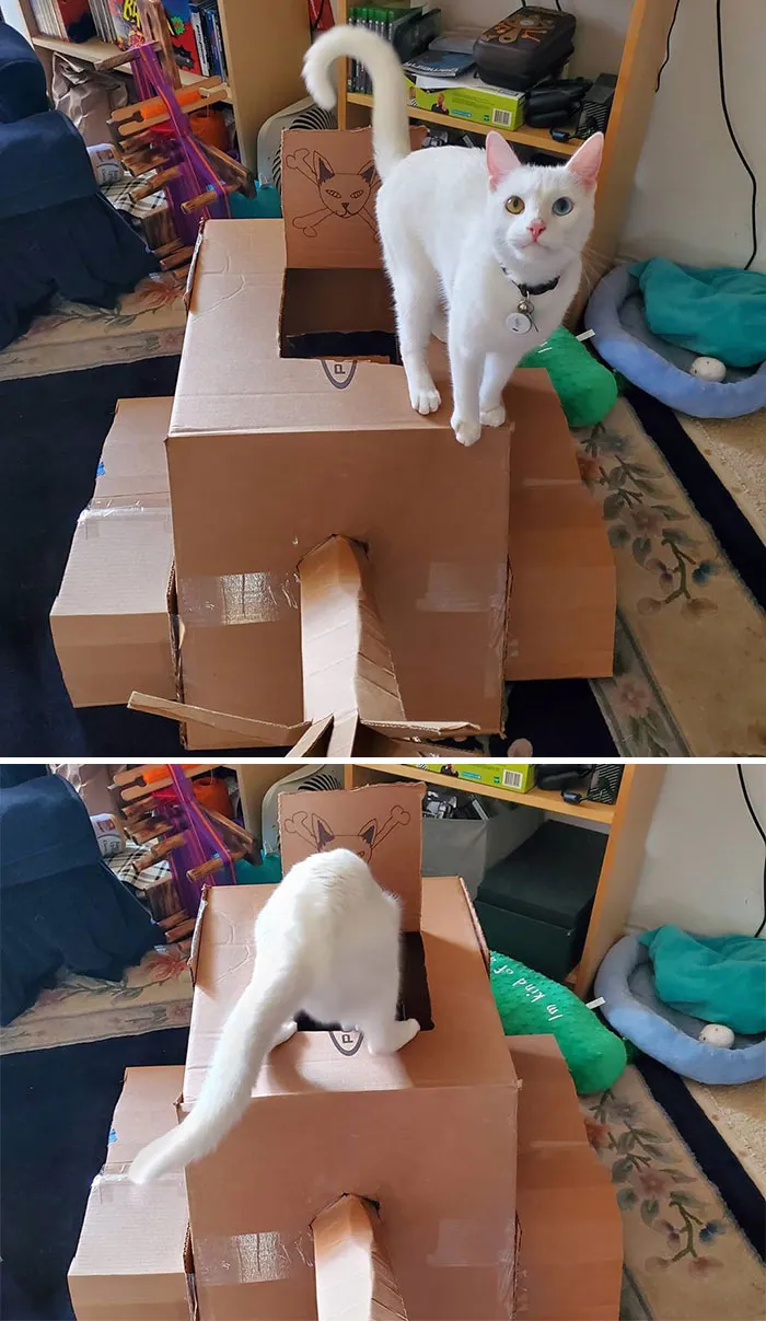 People Are So Bored During Quarantine That They’re Building Cardboard Tanks For Their Cats (30 Pics)