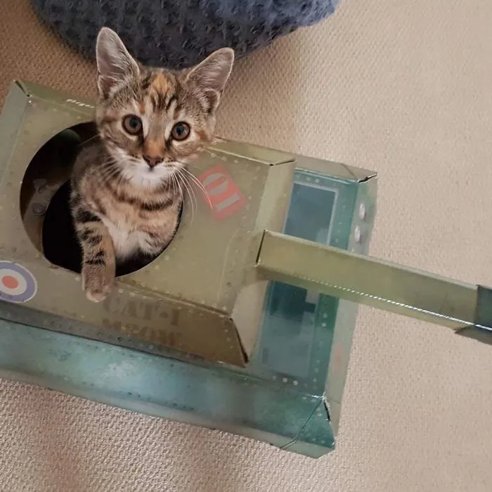 People Are So Bored During Quarantine That They’re Building Cardboard Tanks For Their Cats (30 Pics)