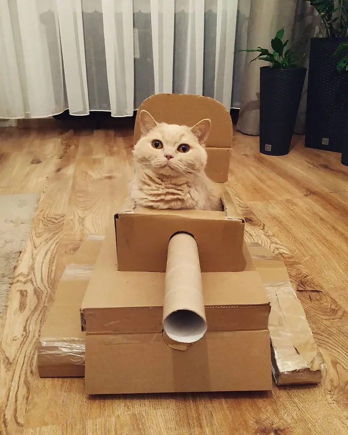 Quarantined-Owners-Build-Cardboard-Cat-Tanks