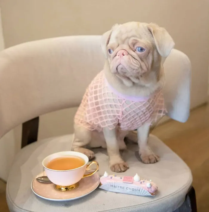 One Of Less Than 100 Pink Pugs In The World ‘Milkshake’ Is Stealing Hearts On Instagram