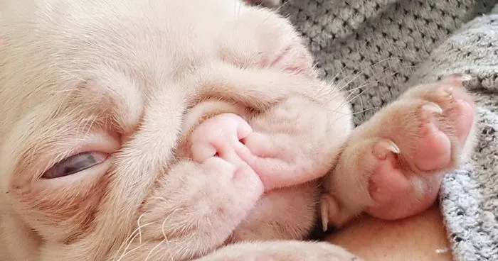 One Of Less Than 100 Pink Pugs In The World ‘Milkshake’ Is Stealing Hearts On Instagram
