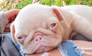 One Of Less Than 100 Pink Pugs In The World ‘Milkshake’ Is Stealing Hearts On Instagram