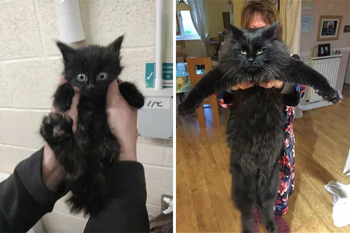 It's Almost A Year Since My Friend Brought Home A Rescue Kitten, So She Decided To Recreate The First Picture She Took Of Him