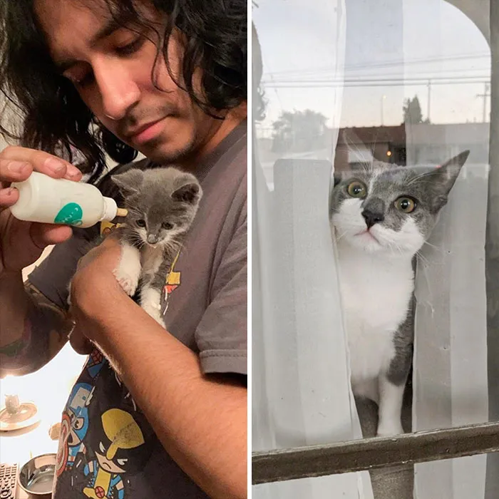 From A Scared And Starving Kitten Found Under My Boyfriend’s House, To A Fat And Curious Little Hell Raiser 6 Months Later