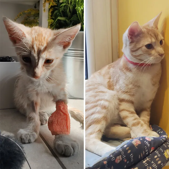 Fenek, hace 6 meses y hoy