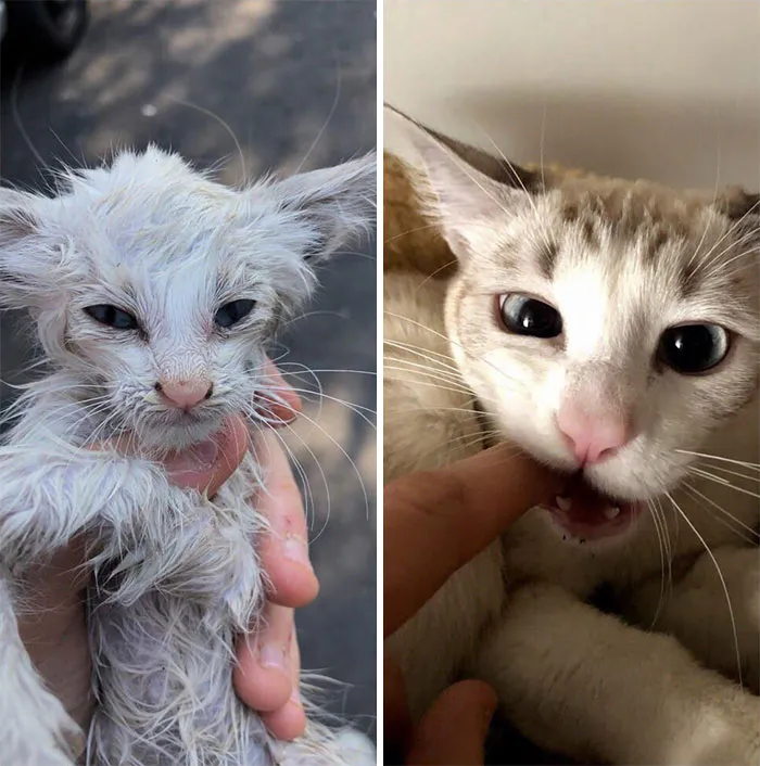 One Year Ago When I Rescued Her And Now, Showing Gratitude