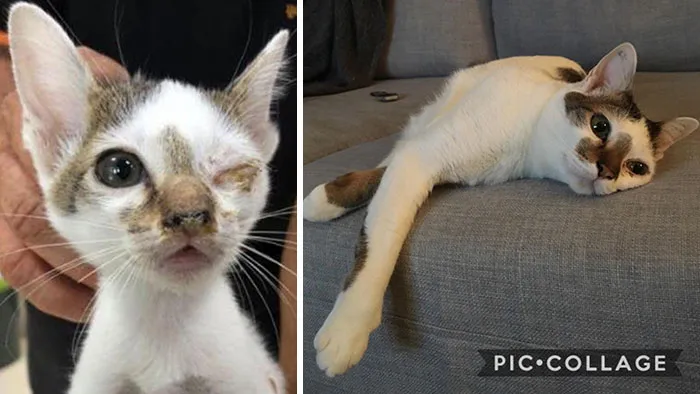 Just Got This Before Pic From The Shelter. From A Stray In Thailand To The Queen Of Our Apartment, Meet Connie