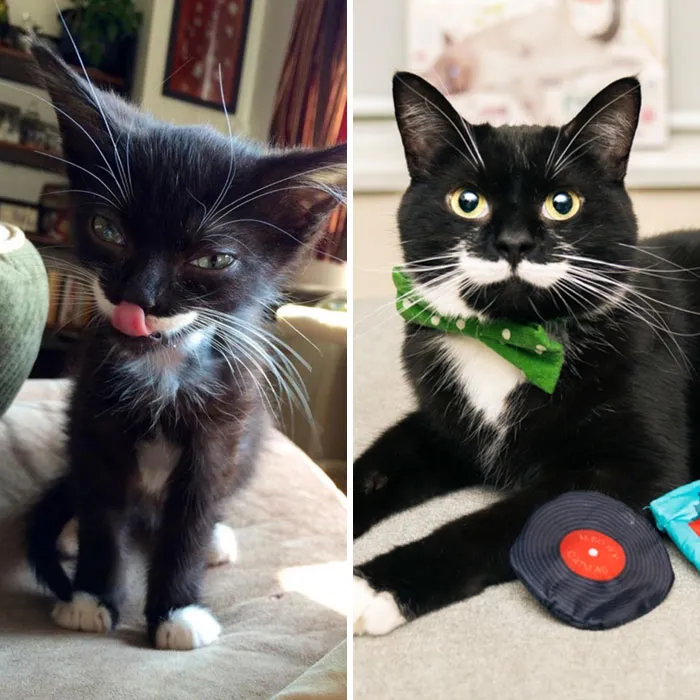 Harvey’s Skinny Body Was Found Abandoned In A Ditch. Fast Forward 5 Years, He’s Now A Confident, Happy, Healthy Boi With A Career In Modelling