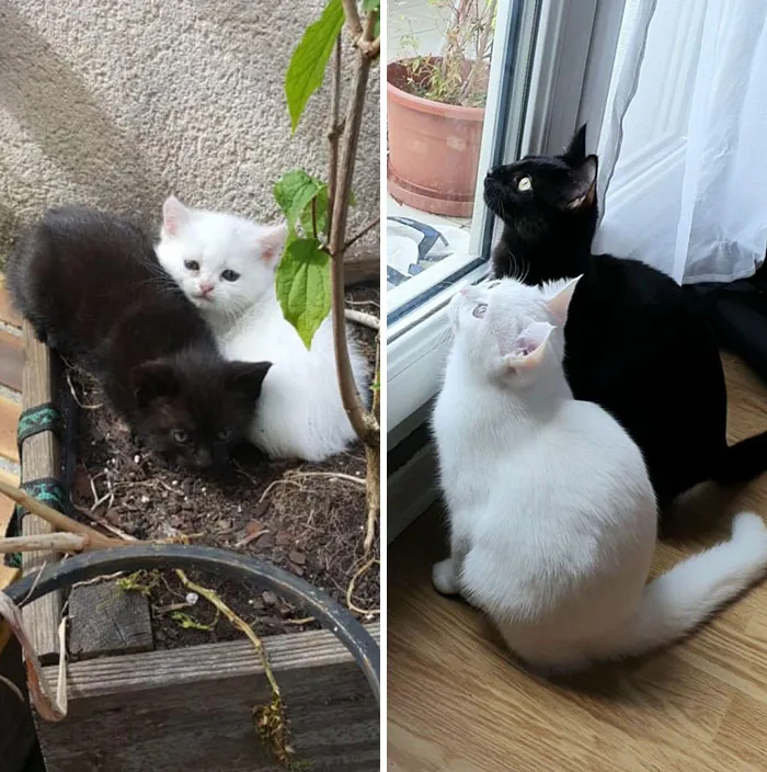 Cat Foster Family Said "Don't You Want To Adopt These Two? They'd Be So Happy Together." They Were So Right