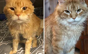 People Are Sharing Before And After Adoption Pictures Of Their Cats And It's Heartwarming (35 Pics)
