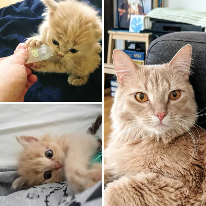 This Is 1.5 Years Old Pelle. I Became His Momma When His Cat Momma Didn't Want To Take Care Of Him