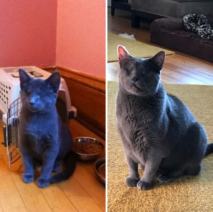 8 Years Ago For My Birthday I Adopted A Blind Kitten From A Struggling Rescue On Craigslist