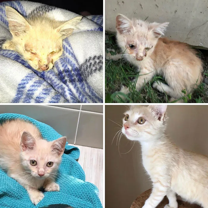 I Found Chelvin Very Sick And Malnourished Just Outside My Neighborhood. He Was Only A Few Weeks Old. Three Weeks Of Love And Care Went A Long Way